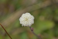 Craspedia uniflora, photograph (c) Christopher Stephens, some rights reserved (CC BY-SA)