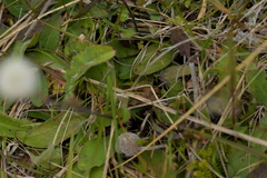 Craspedia uniflora, photograph (c) Christopher Stephens, some rights reserved (CC BY-SA)