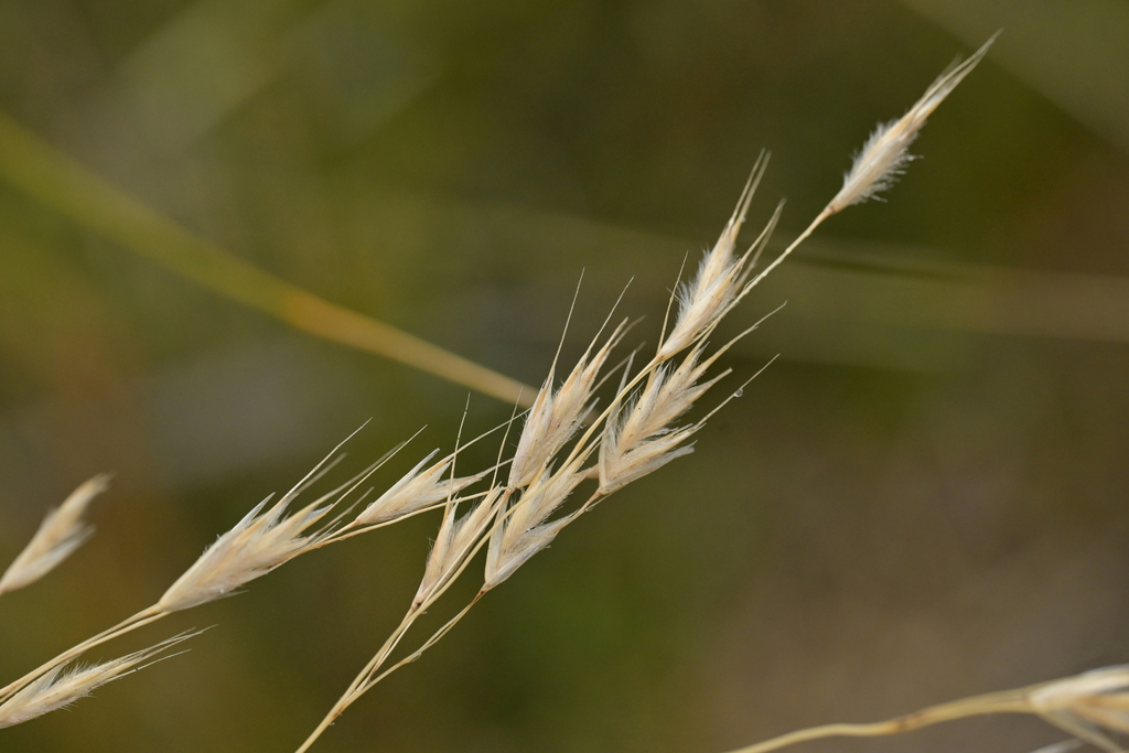 Chionochloa rigida; photograph (c) Christopher Stephens, some rights reserved (CC BY-SA)