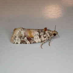 Argyrotaenia kimballi