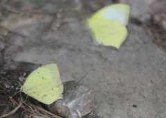 Abaeis salome jamapa