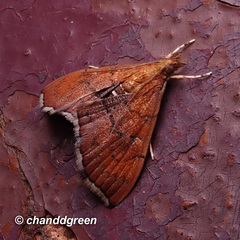 Hyalobathra