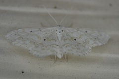 Idaea obfusaria
