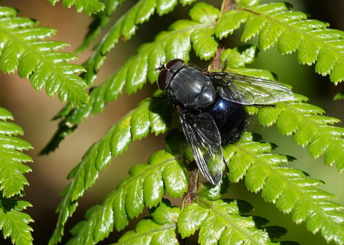 New Zealand Blue Blowfly photo 5