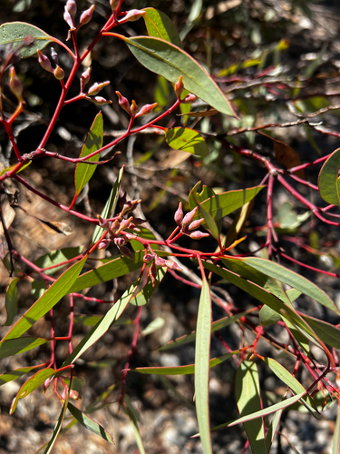Red Mallee (Eucalyptus socialis)