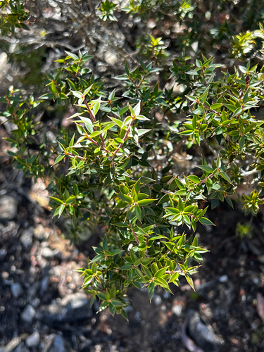 Shiny Ground-berry (Acrotriche patula)