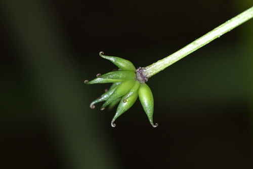 New Zealand Anemone (Anemonastrum tenuicaule)