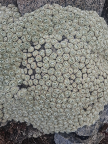 Vegetable sheep (Haastia minor)