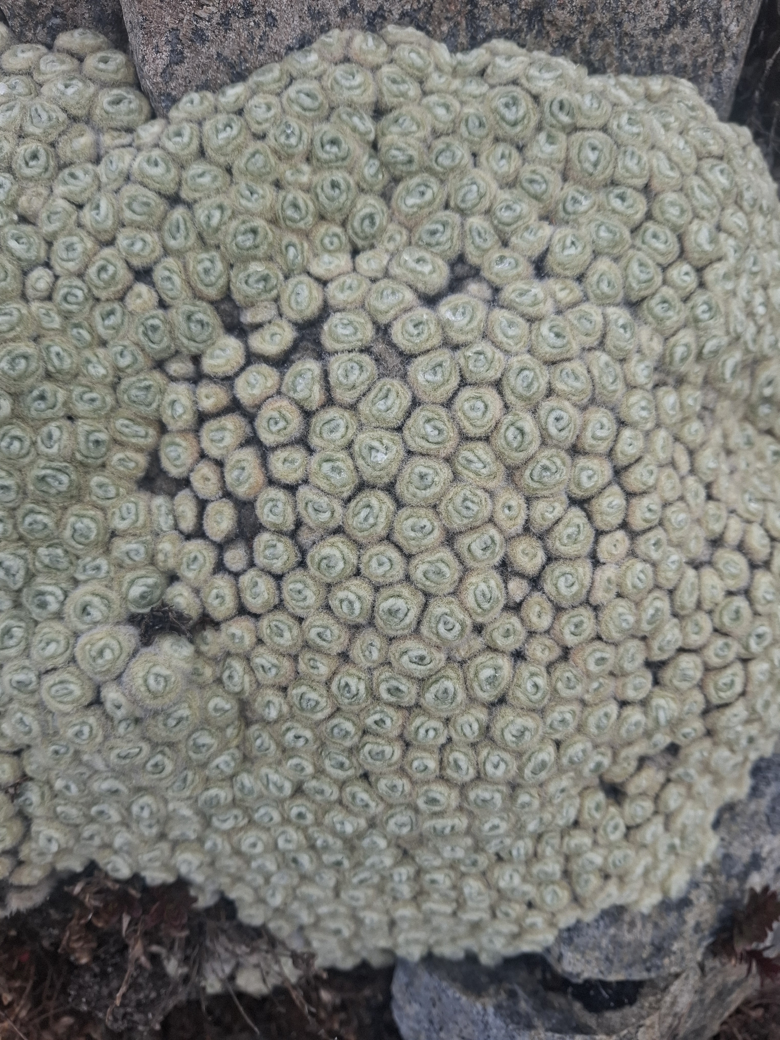 Vegetable Sheep (Haastia minor)