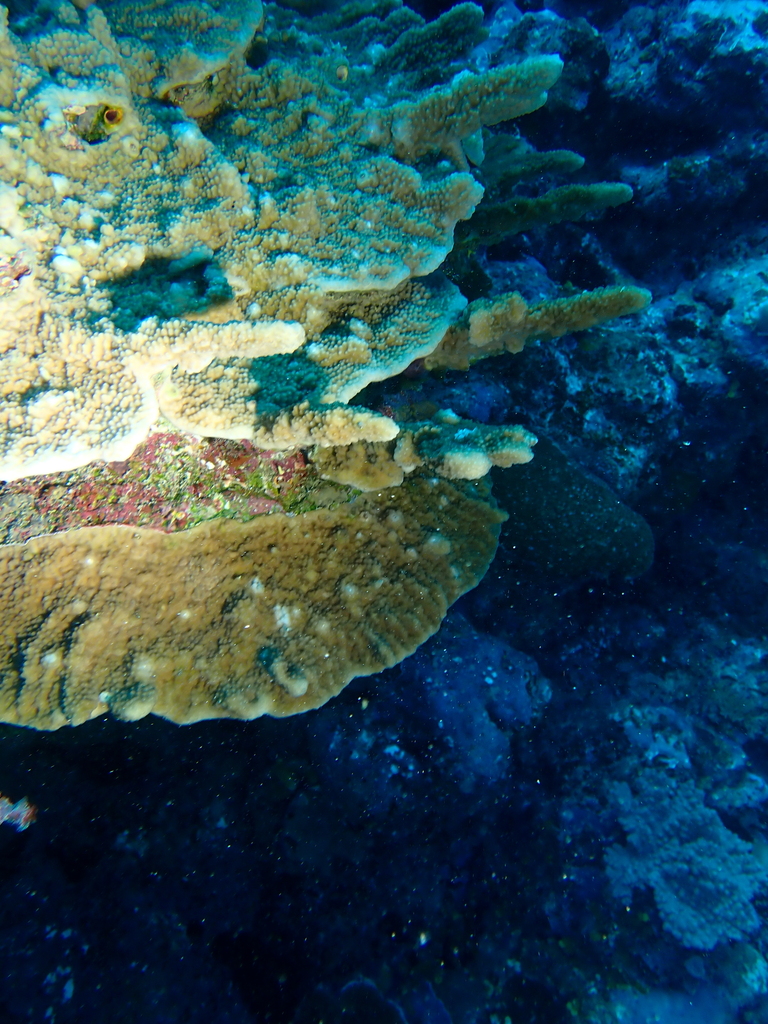Isopora cuneata