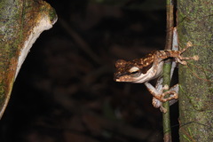 Polypedates macrotis