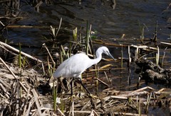 Egretta garzetta