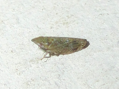 Scaphytopius latus
