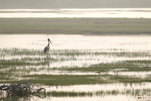 Black-necked Stork (Ephippiorhynchus asiaticus), photo 2