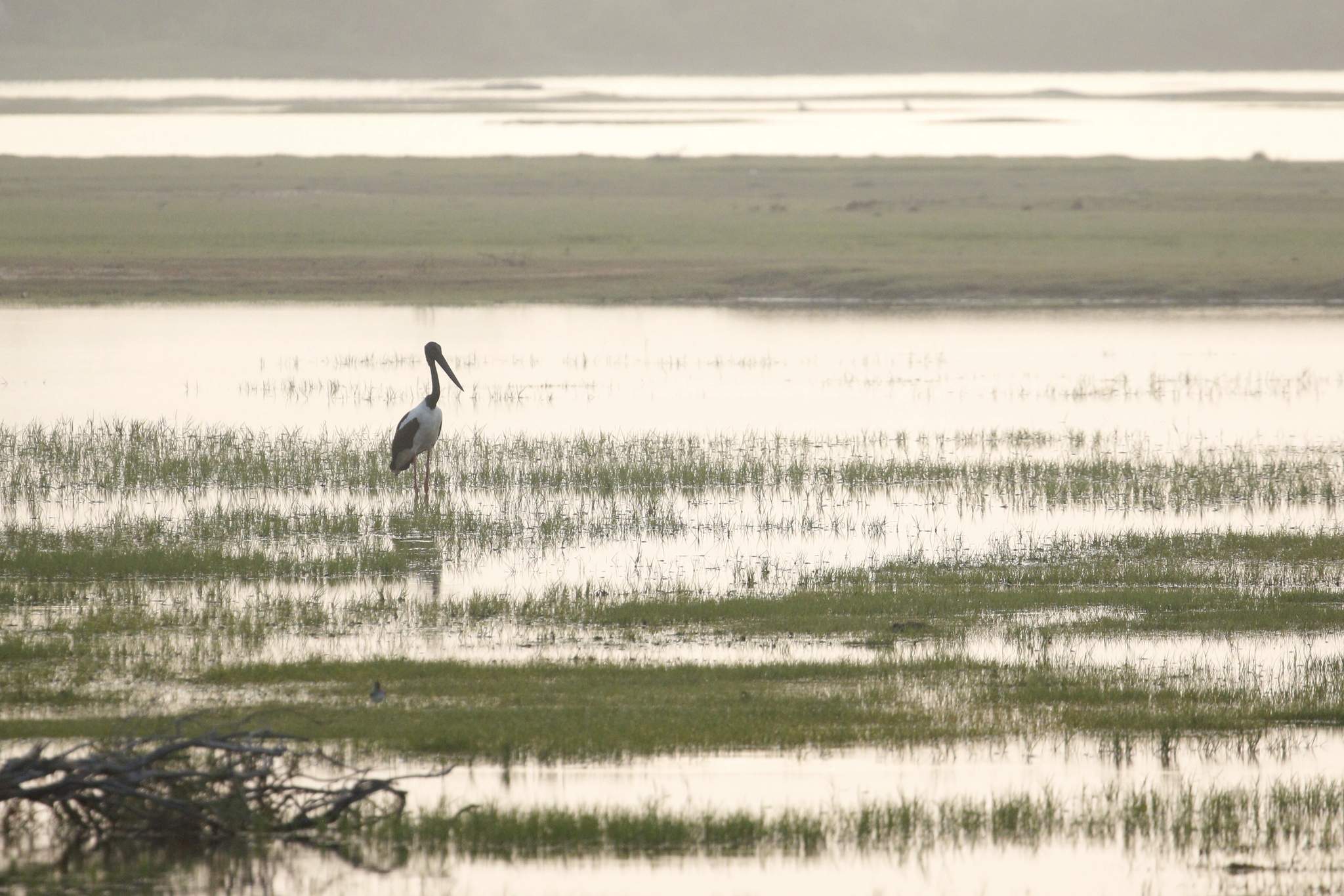 Black-necked Stork (Ephippiorhynchus asiaticus), photo 2