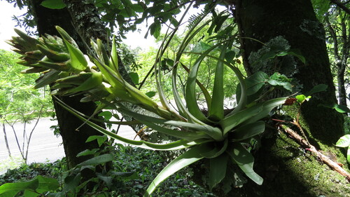 Tillandsia bourgaei, photograph 2