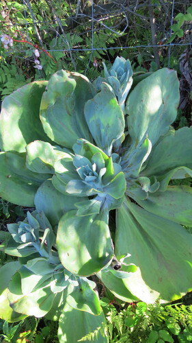 Echeveria gibbiflora