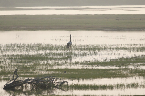Black-necked Stork (Ephippiorhynchus asiaticus), photo 8