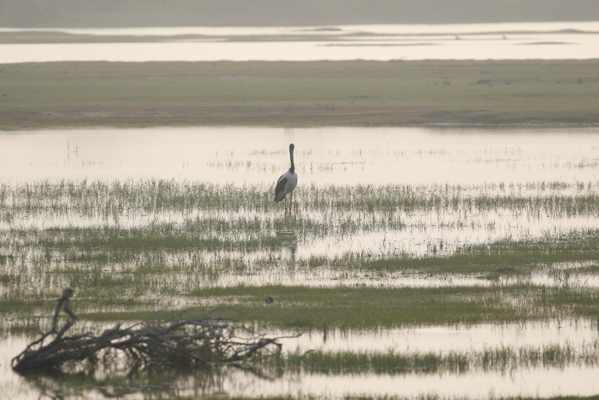 Black-necked Stork (Ephippiorhynchus asiaticus), photo 4