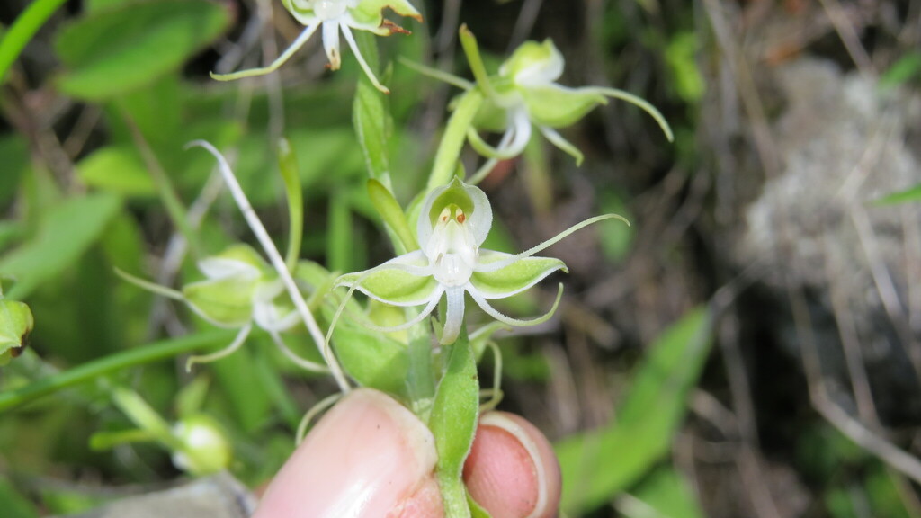 Habenaria crassicornis