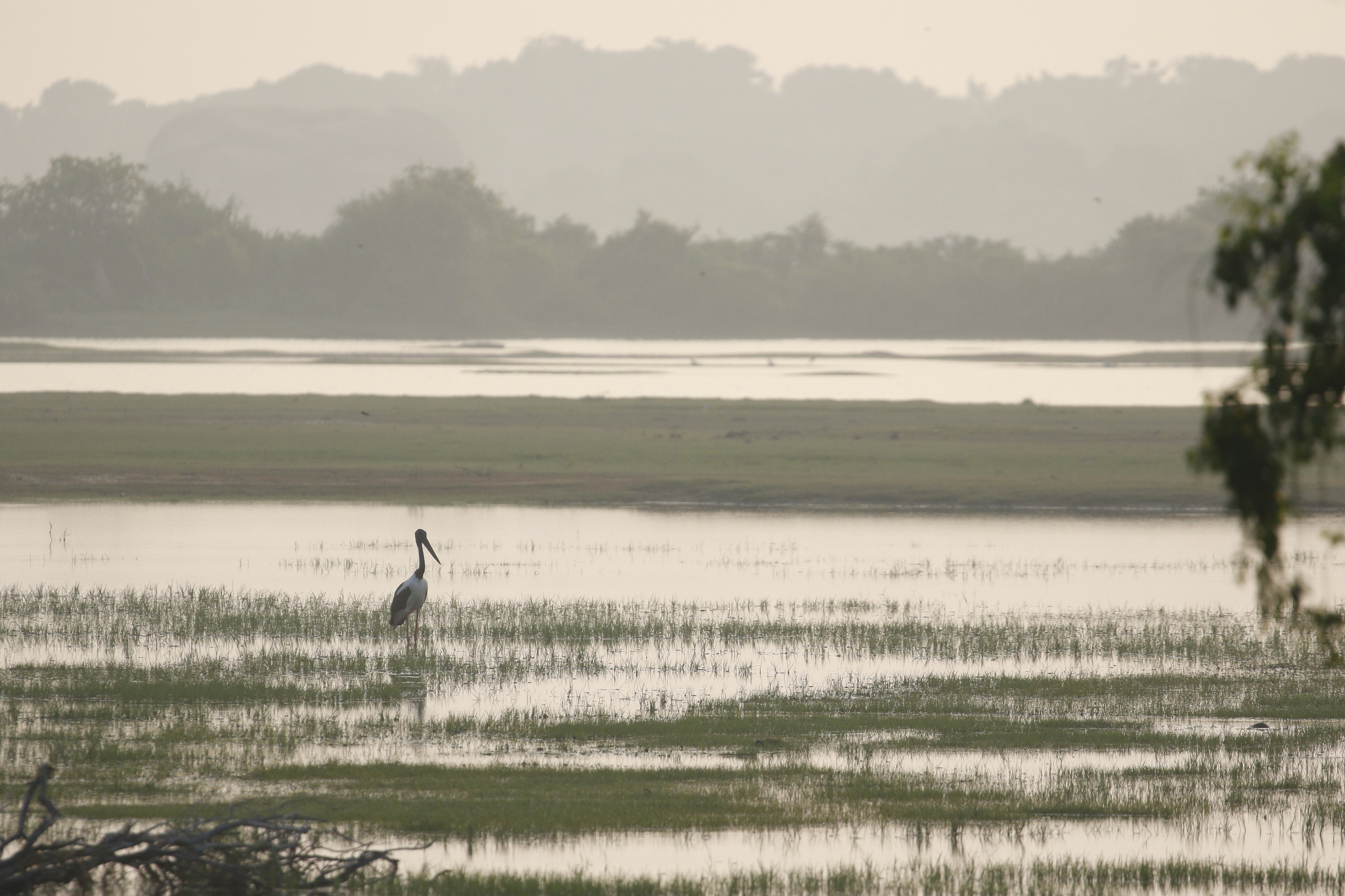 Black-necked Stork (Ephippiorhynchus asiaticus), photo 3