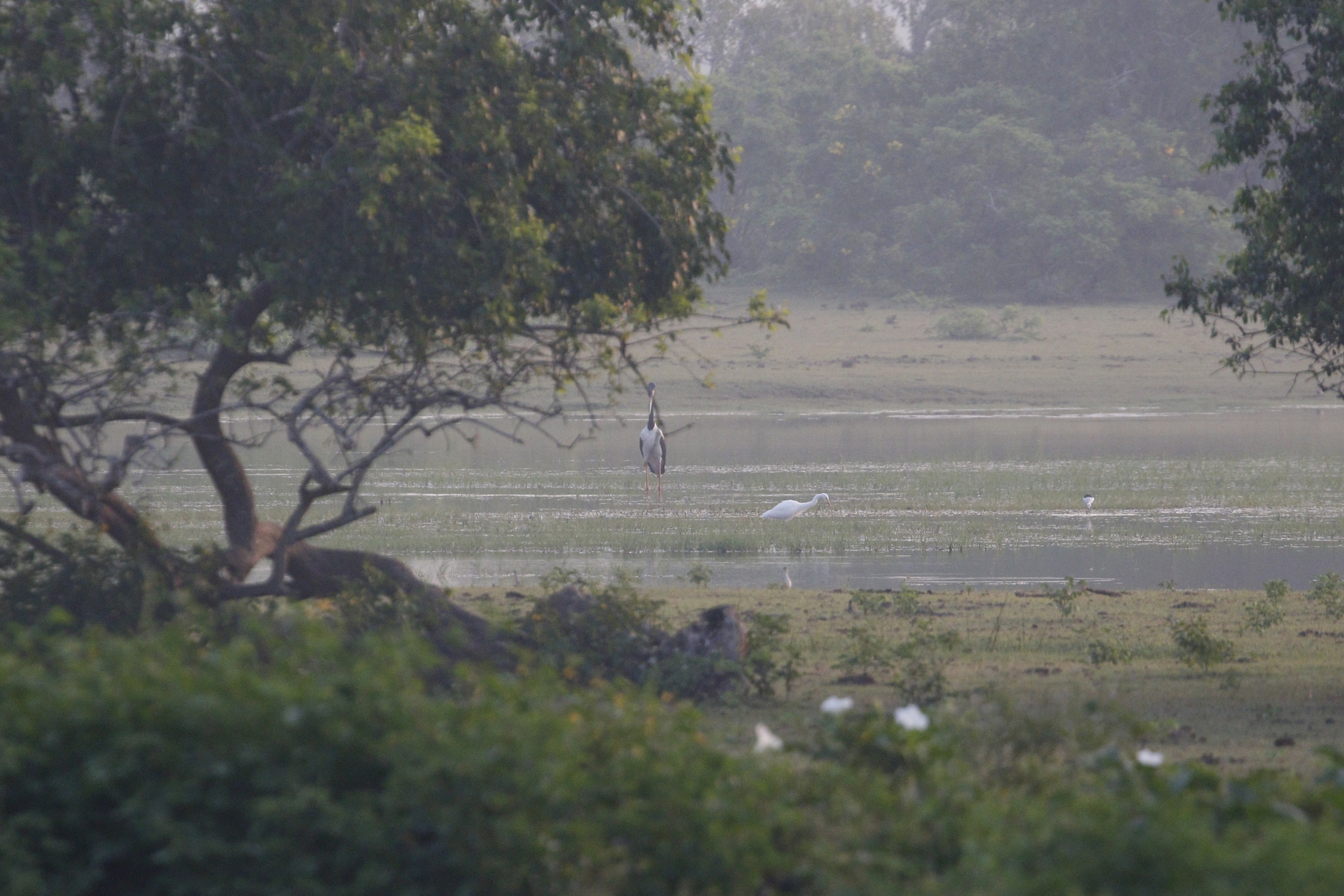 Black-necked Stork (Ephippiorhynchus asiaticus), photo 5