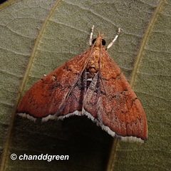 Hyalobathra