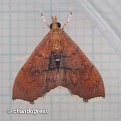 Hyalobathra