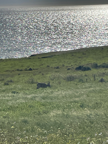 iNaturalist observation photo of Mule Deer