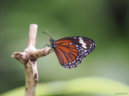 Danaus affinis