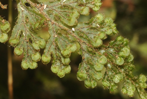 Hymenophyllum imbricatum observed 2026-01-21