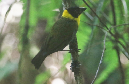 iNaturalist image