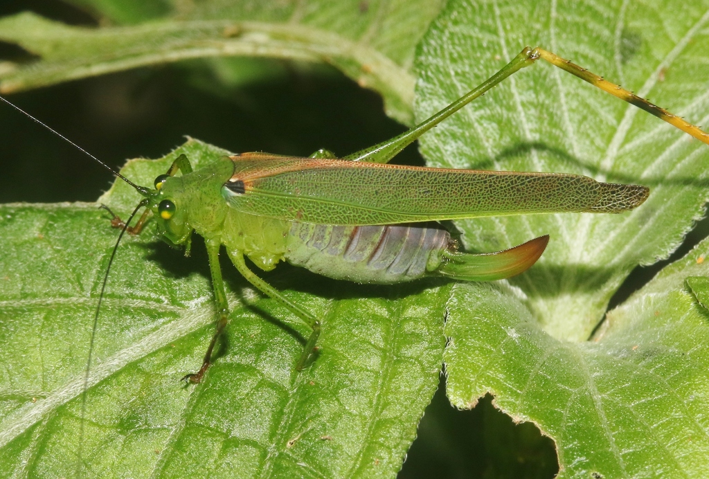 Xenodoxus annulatus