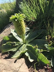 Eucomis autumnalis