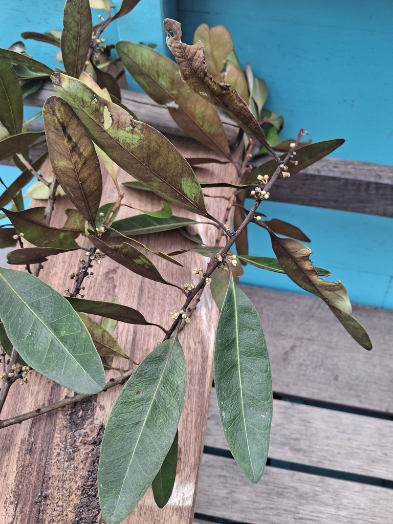 Black ash (Planchonella obovata)