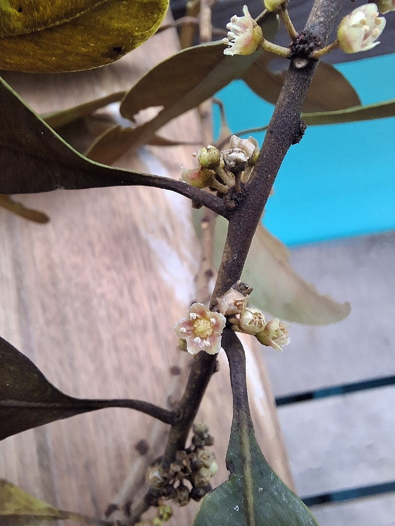 black-ash (Planchonella obovata)