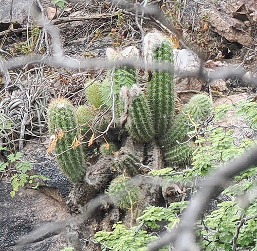 Red Torch Cactus (Trichocereus huascha)