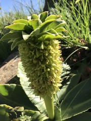 Eucomis autumnalis