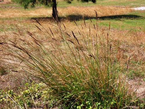Southern Cutty Sedge (Carex appressa)