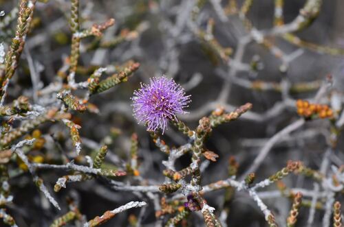 Little Bottlebrush (Melaleuca micrantha)