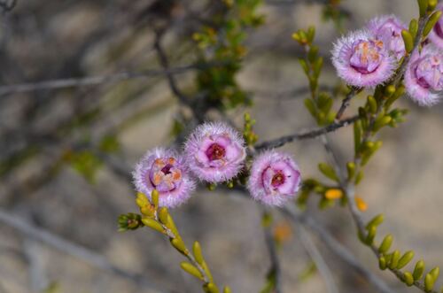 Verticordia picta, photograph 3