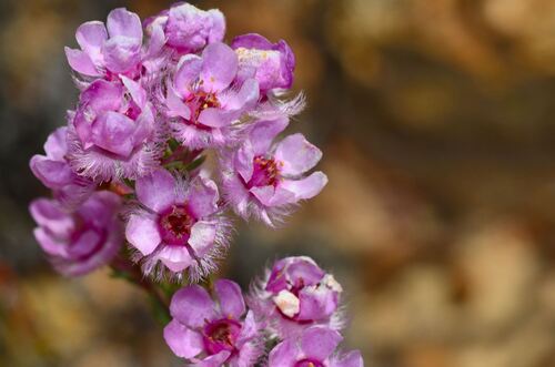 Verticordia picta, photograph 4