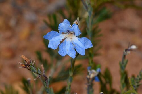 Blue Leschenaultia (Leschenaultia biloba)