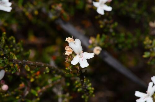 stiff westringia (Westringia rigida)