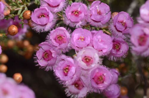 Verticordia picta, photograph 6