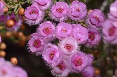 Verticordia picta, photograph (c) James (Jim) Duggan, some rights reserved (CC BY-SA)