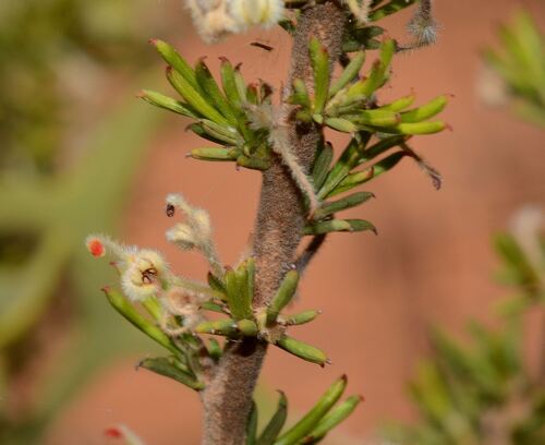 hook-leaf grevillea (Grevillea uncinulata)