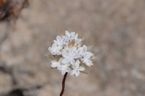 Star of the Veldt (Ursinia anthemoides)