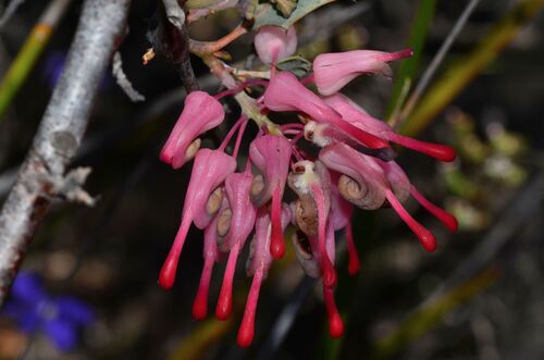Wax Grevillea (Grevillea insignis)