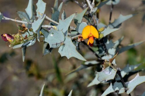 Prickly Poison (Gastrolobium spinosum)